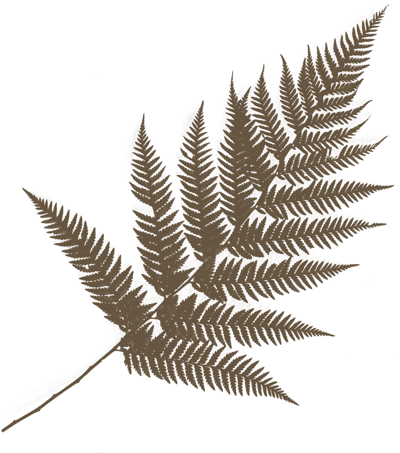 Leaf1_compressed